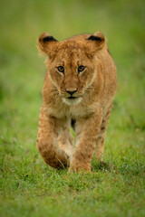 Lion cub walks towards camera lifting paw