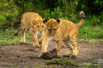 Lion cub watches another playing with rock