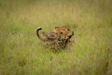 Lion cub walks through grass carrying branch