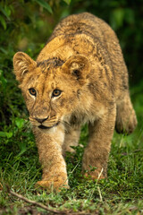 Lion cub walks past bush staring ahead