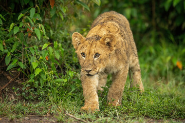 Fototapeta na wymiar Lion cub walks past bush looking ahead