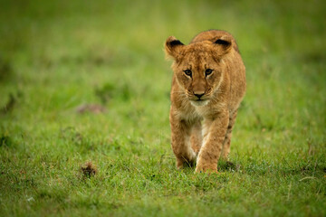 Lion cub walks towards camera raising paw