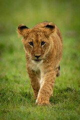 Obraz na płótnie Canvas Lion cub walks on grass towards camera