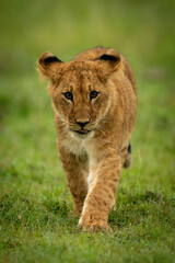 Lion cub walks on grass towards camera