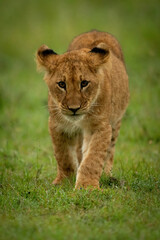 Obraz na płótnie Canvas Lion cub walks on grass toward camera