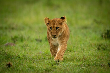 Lion cub walks on grass looking left