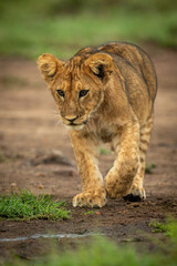 Lion cub walks on dirt lifting paw