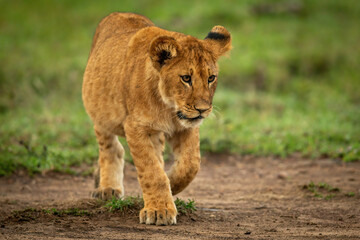 Lion cub walks on dirt raising paw