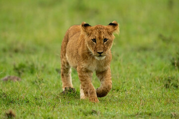 Lion cub walks on grass eyeing camera