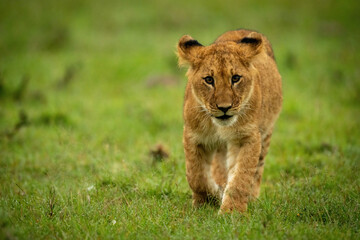 Lion cub walks in grass watching camera