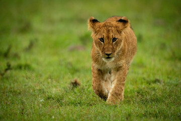 Lion cub walks on grass lifting paw