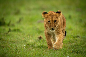 Lion cub walks in grass lifting paw