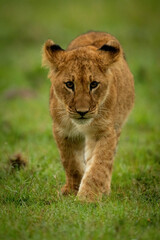 Lion cub walks in grass towards camera
