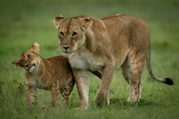 Lion cub walks beside lioness shaking head