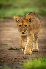 Lion cub walks across dirt lifting paw