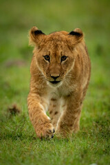 Lion cub walks in grass raising paw