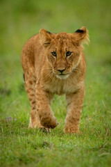 Lion cub walking towards camera lifting paw