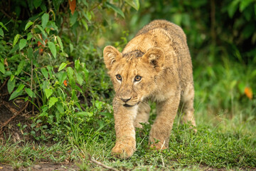 Lion cub walking past bush staring ahead