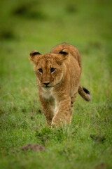 Lion cub walking on grass toward camera