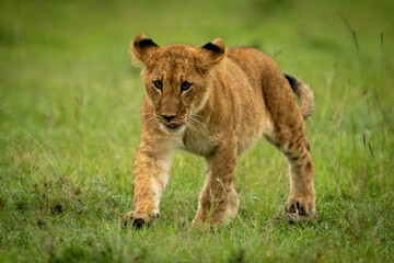 Lion cub walking on grass licking lip