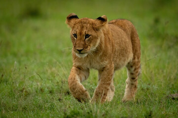 Lion cub walking on grass raising paw