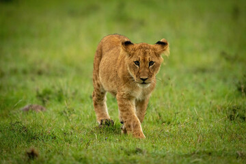 Lion cub walking on grass towards camera