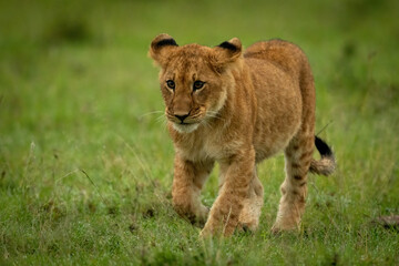 Lion cub walking in grass raising paw