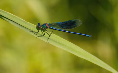 Beautiful demoiselle, Calopteryx virgo dragonfly sitting on a grass leaf 