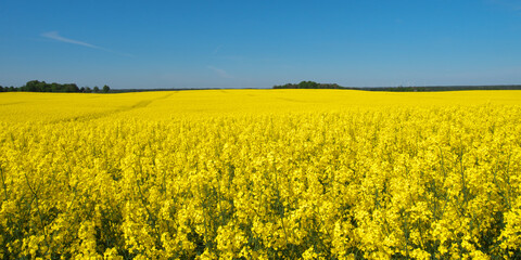 Fototapeta premium Blooming rapeseed field and blue sky.