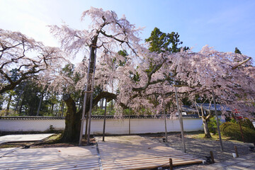 Obraz premium Cherry Blossom at Daigoji Temple, Kyoto City, Kyoto Pref., Japan