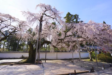 Selbstklebende Fototapeten Cherry Blossom at Daigoji Temple, Kyoto City, Kyoto Pref., Japan © 昌隆 坂本