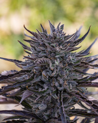 Naklejka na ściany i meble Purple Autoflower Cannabis - Flowering Purple Bud