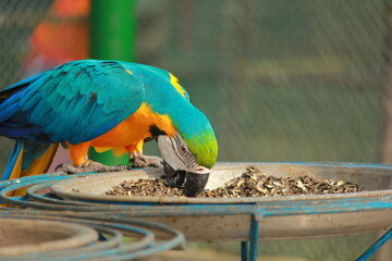 Blue and Yellow Macaw eating seeds from plate of seeds in the morning at Gazipur Safari Park, Dhaka, Bangladesh © MdShahanur