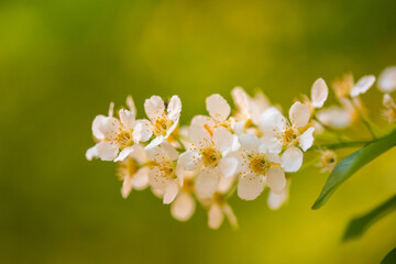 White cherry flowers on a sunny day