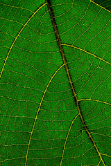 green leaf texture