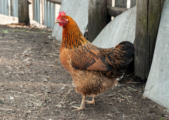 Lovely brown hen outdoors. Chicken in the barnyard.