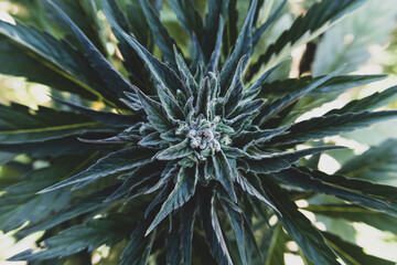 Cannabis Flowering Buds - Top Down View