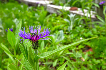 庭に咲いた紫色の花。