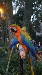 a beautiful macaw bird as if posing for its extraordinary color