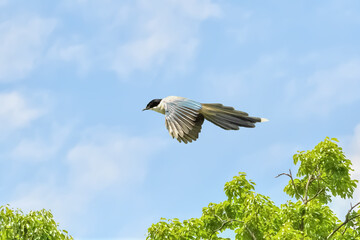 Azure-winged magpie(オナガ)
