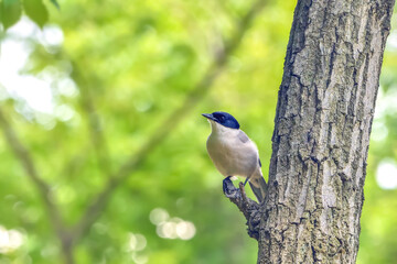 Azure-winged magpie(オナガ)
