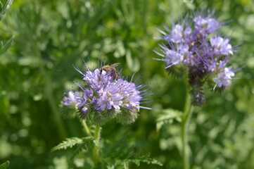 Visit to the garden. View of phacelia tansy with bee.