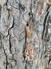 Closeup of tree trunk, wood bark texture background