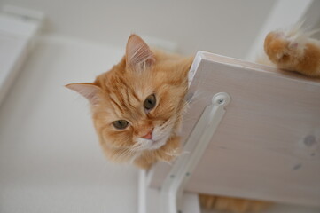 キャットウォークでくつろぐ猫（マンチカン）