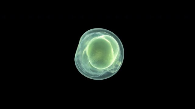 Caviar fish under the microscope, the movement of the formed embryo is noticeable. Sample found attached to algae, size 1.5 mm