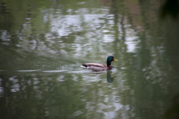 Portrait of duck swimming in the water