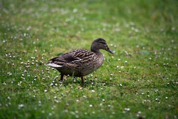 Portrait of wild duck walking in the grass on daisy background