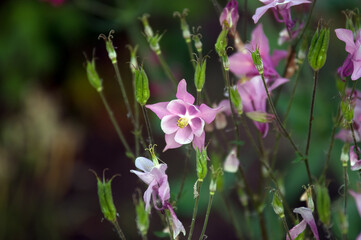 Kompozycja kwiatowa małe fioletowe kwiatki na zielonym rozmytym tle