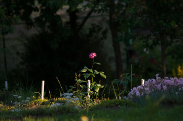 Samotna róża na długiej łodyżce na ciemnym rozmytym tle w pięknym oświetleniu - obrazy, fototapety, plakaty