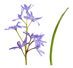 Fototapeta na wymiar isolated blue or purple flowers Scilla or scaffolds on white background. Inflorescence of blue spring flowers